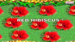 English Rhymes - Flowers - Kids Pre/Play School - Telugu Nursery Rhymes