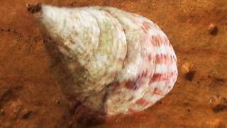 Caracoles Caracolas Conchas  Perfección Belleza  Originalidad