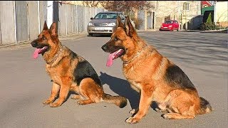 Послушные Немецкие Овчарки. Obedient to German Shepherd.  Одесса.