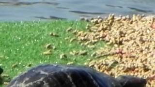 Tartarughe d'acqua al centro di recupero del TCI