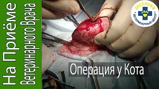 Операция у Кота.  Кот Съел Резинки Для Волос
