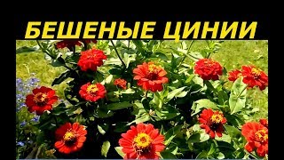 БЕШЕНЫЕ ЦИНИИ ВЫРАСТИТЬ ПРОСТО ! СУПЕР СПОСОБ !