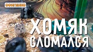 Хомяк сломался