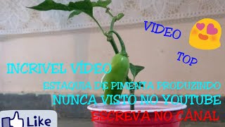 INCRÍVEL PIMENTA PRODUZINDO EM COPO DESCARTÁVEL (NUNCA VISTO NO YOUTUBE )