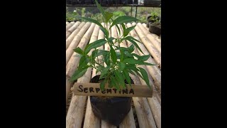 Health benefits of Serpentina | Cure Mula sa Nature. Healing wonder plant
