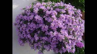 БАКОПА , ВЫРАЩИВАНИЕ ИЗ СЕМЯН. ПЕРВЫЕ ВСХОДЫ ЧЕРЕЗ 4 ДНЯ.
