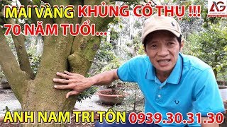 MAI VÀNG KHỦNG ? CỔ THỤ 70 NĂM TUỔI ? ANH NAM TRI TÔN 0939303130 ? | AN GIANG NGÀY NAY