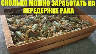 Сколько можно заработать на передержке рака?Проект Бизнес идея передержки речного рака