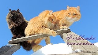 29 января 2015 Koshlandia Winter, Snow, Siberian farmer Cats , Сибирские деревенские Кошки Соседи