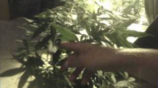 What Happens After You Top Your Marijuana Plant