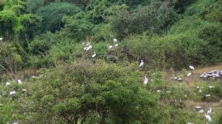 Gudavi Bird Sanctuary, Soraba Taluk, Shimoga District, Karnataka(1)