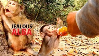 ANNA & ALBA !! Mom Anna looked jealous Alba drink milk | Anna grab milk Alba to drink.