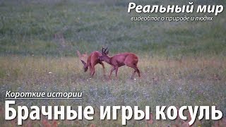 Брачные игры косуль