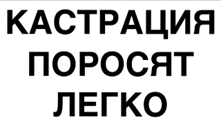 Кастрация поросят. Порода крупная белая/жизнь в деревне