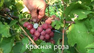 Красная роза