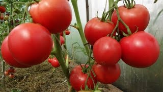 Помидоры,которые мы рекомендуем