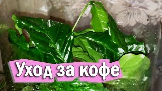 КОФЕ уход и выращивание дома за цветком арабики