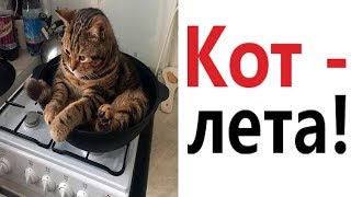 Лютые приколы. КОТ - ЛЕТА!!! САМОЕ смешное видео! РЖАКА ДО СЛЁЗ! - Domi Show!