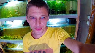 ПРОБЛЕМНЫЙ АКВАРИУМ! ТАРАКАТУМ! АНЦИСТРУС!