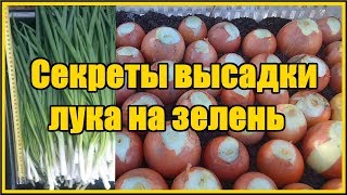 Лук на перо за 15 дней секреты высадки