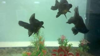ปลาทองพันธุ์เล่ห์ Black  Moor
