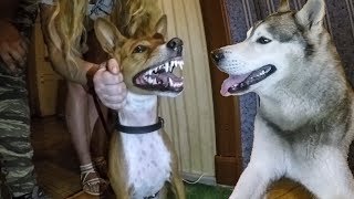 ТРЭШ: Африканский молчун Басенджи и хаски / basenji and husky