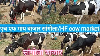एच एफ गाय बाजार सांगोला | HF Cow Market Sangola