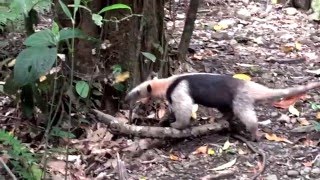 Sights and Sounds of Arenal Observatory Lodge, Costa Rica