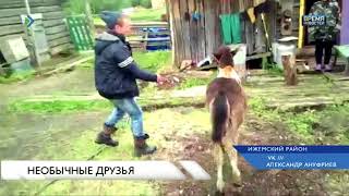 Необычные друзья