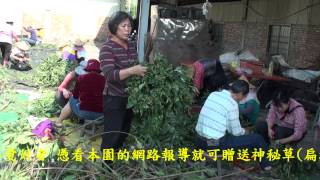 林素妃自然青草園/神秘草(扁桃斑鳩菊)專題報導之七/神秘草花