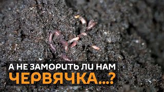Еда будущего: ученые из Латвии пекут протеиновые кексы из земляных червей