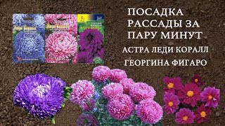 Как высадить Астру на рассаду в самокрутке без земли! Георгина, в торфяных таблетках. За 2 минуты.