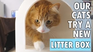 Our cats try a "litter tracking prevention" litter box