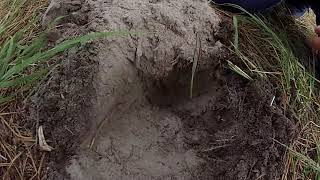 Minelab safari deep half penny   Detecting mission with my son