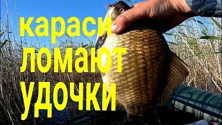 Вот это карась. Они ломают удочки.