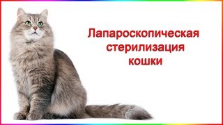 Лапароскопическая стерилизация кошки