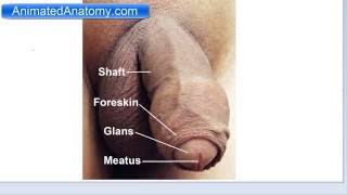 Male Reproductive Anatomy - Penis, Prostate, Testicles, Scrotum