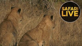 safariLIVE  - Sunrise Safari - July 10, 2018
