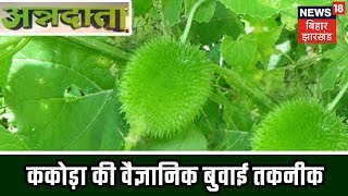 ककोड़ा की खेती किसानों के लिए लाभकारी, ककोड़ा (खेख्सा) की वैज्ञानिक बुवाई तकनीक  |ANNADATA