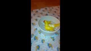 ПОПУГАЙ КЕША. № 4 Parrot Kesha