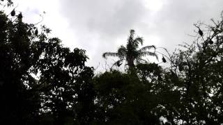 Bats of Sydney 4