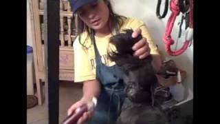 Grooming the Miniature Schnauzer Part 2 of 3