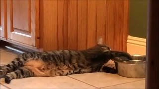 Как Ленивые Кошки пьют воду. Сборник [NEW]