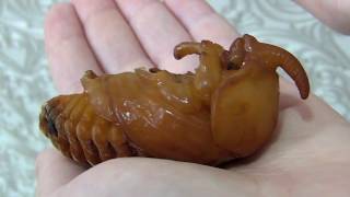 Oryctes gigas (male and female, pupae)