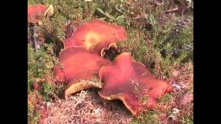 Фильм Марины Галкиной "В неизведанные края. Часть 2. Путь к Индигирке"