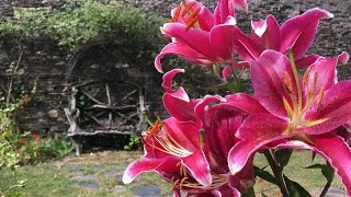 Ландшафтный дизайн | Сады в Ирландии | Newtownbarry House & Gardens