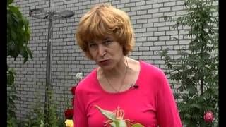Голубика. Тетянина садиба 2014