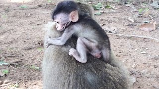 Baby monkey cry - Baby monkey crying loudly