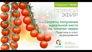 Секреты получения идеальной кисти на черри | Прямой эфир