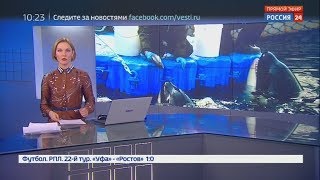 Екатерина Гринчевская Эфир от 08 04 2019